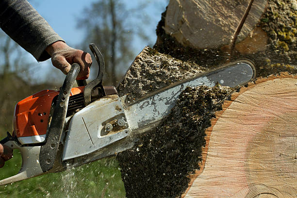 How Our Tree Care Process Works  in  Park Center, CO